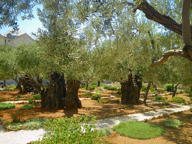 エルサレム　ゲッセマネの園